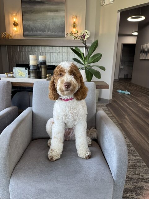 therapy dog sammi at dental spa indianapolis